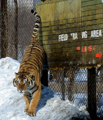 Harbin, il parco della tigre siberiana &egrave; in Cina