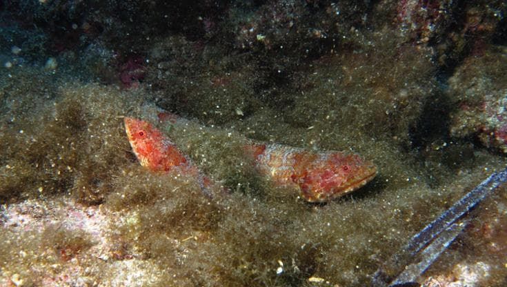 Nel Mediterraneo l'invasione silenziosa del pesce lucertola diamante