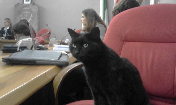 Milano, in Municipio c'è Puma: il gatto-consigliere che non si perde una seduta