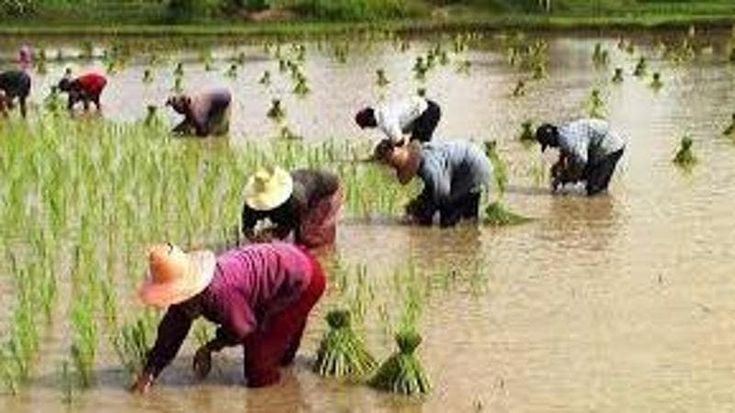 Thailandia, due milioni di agricoltori saranno indebitati per tutta la vita