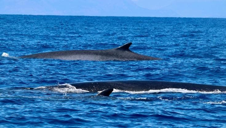 Tredici balenottere nel mare di Ischia: “Mai così tante insieme da trent’anni”