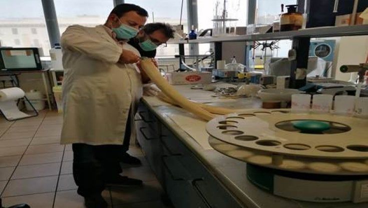 Animali, due zanne di elefante scoperte al porto di Napoli