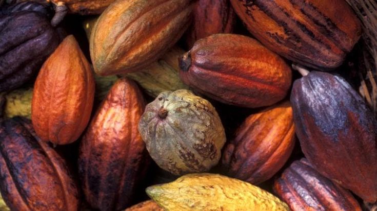Crisi del cacao: innovazioni italiane per un futuro sostenibile