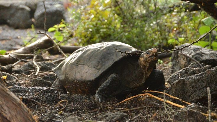 Fernanda, la tartaruga gigante delle Galapagos creduta estinta