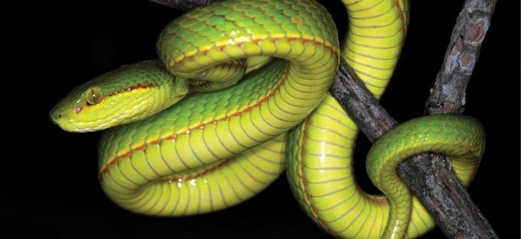 Harry Potter, c'è una vipera per te