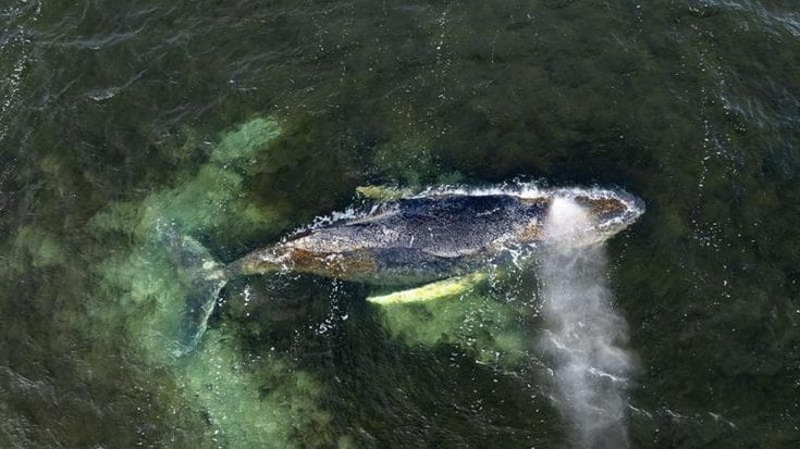 Balena intrappolata nel Mar Baltico: un multimilionario tedesco vuole finanziare il suo salvataggio