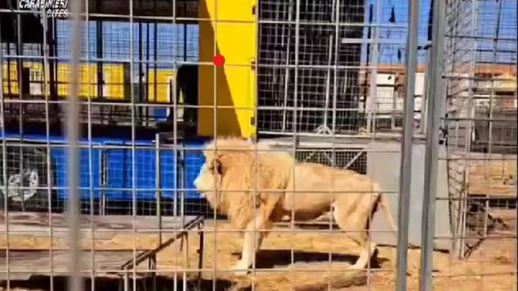 Restituiti al circo Orfei due leoni e due tigri che erano stati sequestrati: “Regole rispettate”