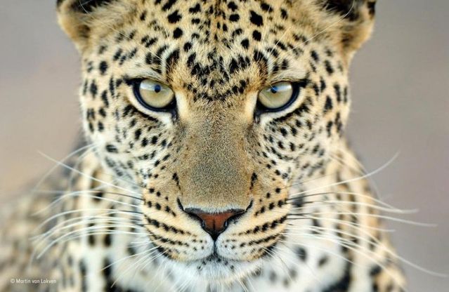 Bellezza e natura, ecco i 24 scatti finalisti del Wildlife photographer of the year people’s choice award