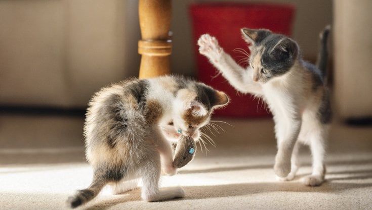 La prova che i gatti domestici riconoscono anche i nomi dei loro simili