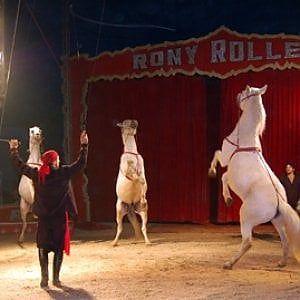 Ladispoli, il Comune: "No al circo con animali". Ma il Tar boccia il provvedimento