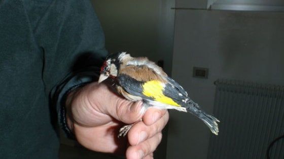 Avellino, detenzione illegale di fauna protetta: una denuncia