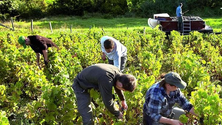 Caporalato nel Cuneese blitz dei parlamentari nei campi e nelle vigne