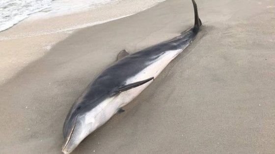 Florida, delfini uccisi a pugnalate e colpi di proiettili: 20mila dollari per chi dà informazioni
