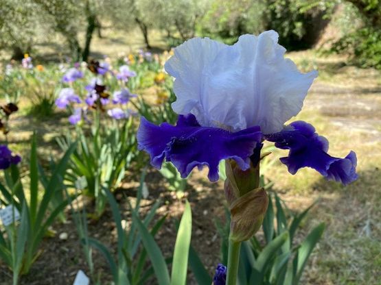 Firenze, è aperto il giardino dell'Iris: ingressi contingentati e distanza