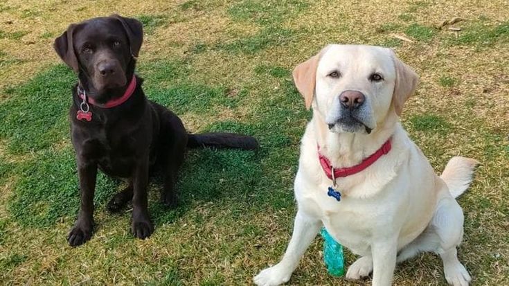 Allarme in Salento, scomparsi due labrador da 4 giorni: “Forse rapiti”. L’appello dei proprietari