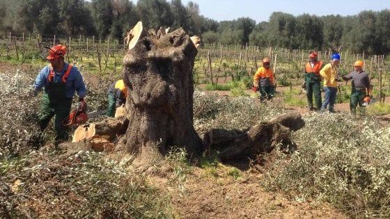 Xylella, contrordine M5S: da bufala diventa sui social 'drammatica ecatombe'