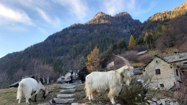Giornata mondiale della Biodiversità, in gioco c’è un bene comune primario