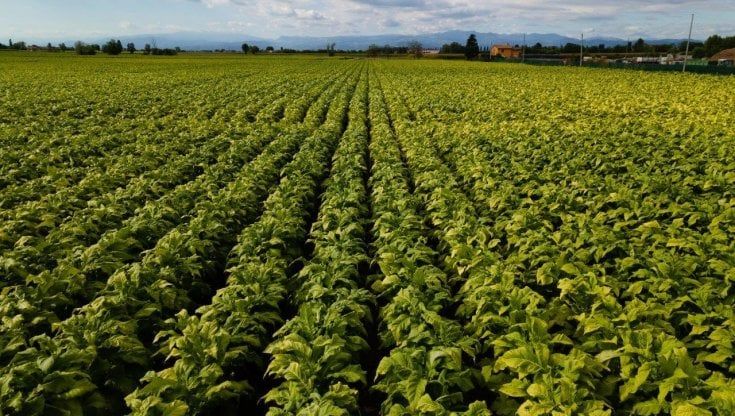 Coldiretti-Philip Morris, asse salva raccolto contro il caro energia