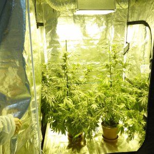  Terapia del dolore, l’uso della cannabis in Liguria è legale: ecco le regole 