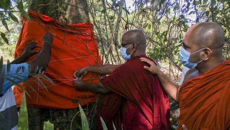 Il legume salvato dai monaci dello Sri Lanka 