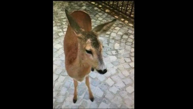 La scorribanda del capriolo nel centro di Torino: dopo piazza Castello si rifugia nella chiesa di Santa Teresa