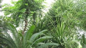 La geometria salva le foreste: il segreto è nella disposizione degli alberi