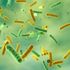 Lupus: scoperto un batterio intestinale che potrebbe aprire la strada a nuove terapie