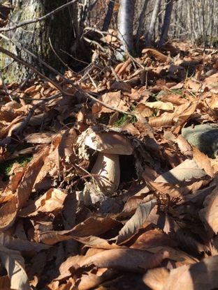 Borgotaro, ultimi porcini di stagione