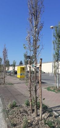 Viale Villetta a Parma, alberi nuovi già secchi: lettori indignati 