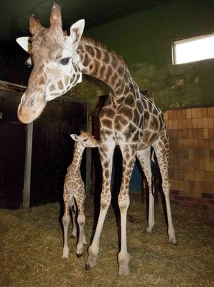 Danimarca, graziato Marius 2. La giraffa non sar&agrave; abbattuta