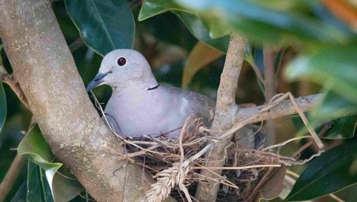 Verde urbano, stop a tagli e potature per proteggere gli uccelli (e gli alberi)