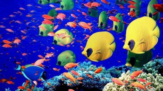 Pesci tropicali si adattano al clima che cambia diventando più piccoli