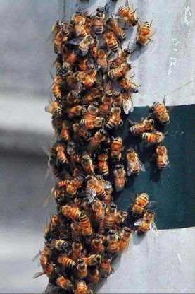 Un'arnia di cristallo<br />50mila api dentro la chiesa