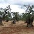 La Xylella è arrivata anche in Calabria, lotta contro il tempo per evitare la strage degli ulivi