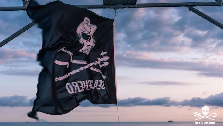 Sea Shepherd, la buona  pirateria