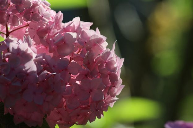 L'incanto delle ortensie fiorite a Villa Serra, la prima collezione pubblica in Italia