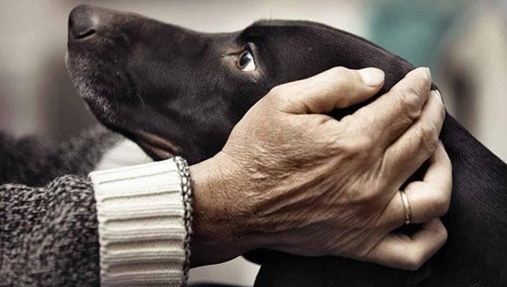 A spasso con Fido per combattere sedentarietà e solitudine: ecco perchè un cucciolo fa bene agli anziani