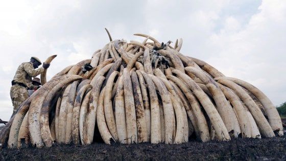 Sos elefanti: il mondo chiede lo stop al traffico illegale di avorio