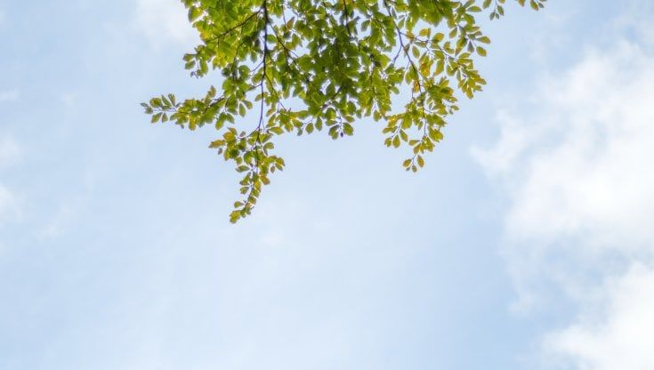 Sproutworld compie 10 anni e regala 12mila nuovi alberi. Italia primo mercato mondiale dell’azienda