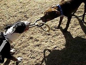 Liberati 11 Bull Terrier<br />prigionieri in un casolare<br />&nbsp;