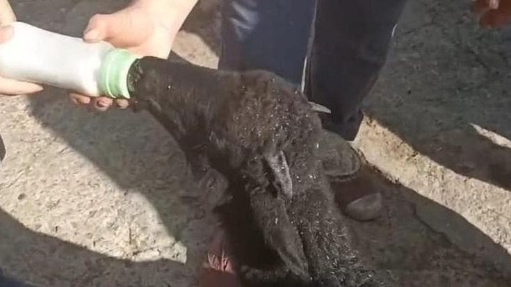 Agnellina sbranata sulle colline pistoiesi, Coldiretti: "Difendere gli allevamenti"