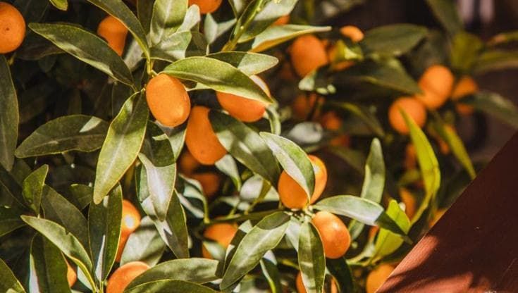 Agrumi: 7 varietà facili da coltivare anche con poco spazio