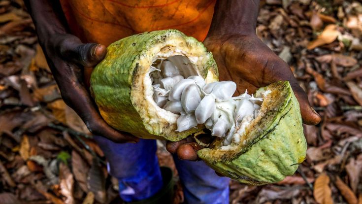È "guerra" del cacao tra multinazionali e produttori africani