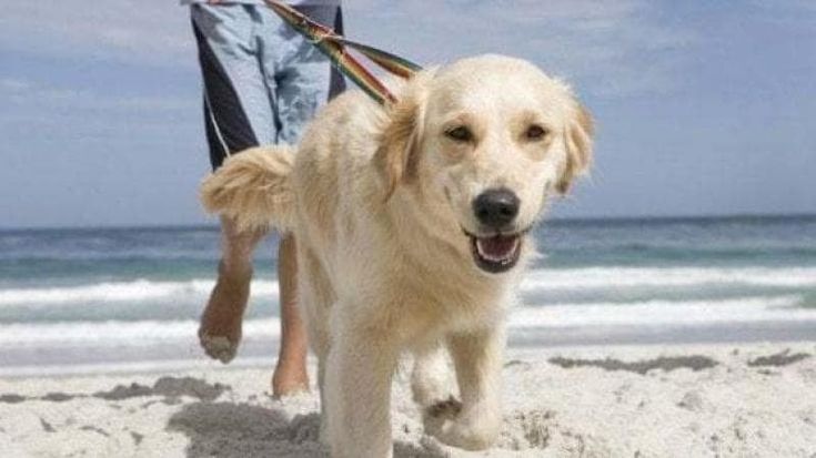 Cani, accesso al mare, regole di comportamento. I diritti e i doveri in spiaggia