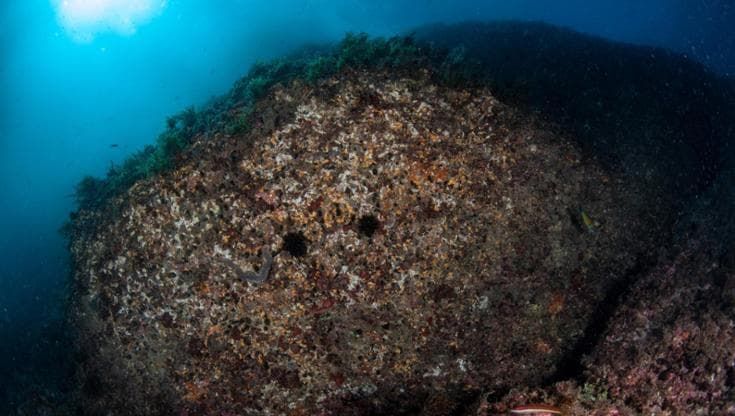 Clima tropicale: ecco nel golfo le specie aliene