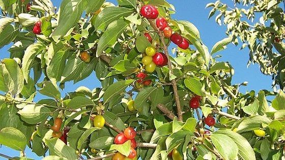 Temperature ballerine e malanni di stagione? Con il corniolo si risolve in un sol boccone