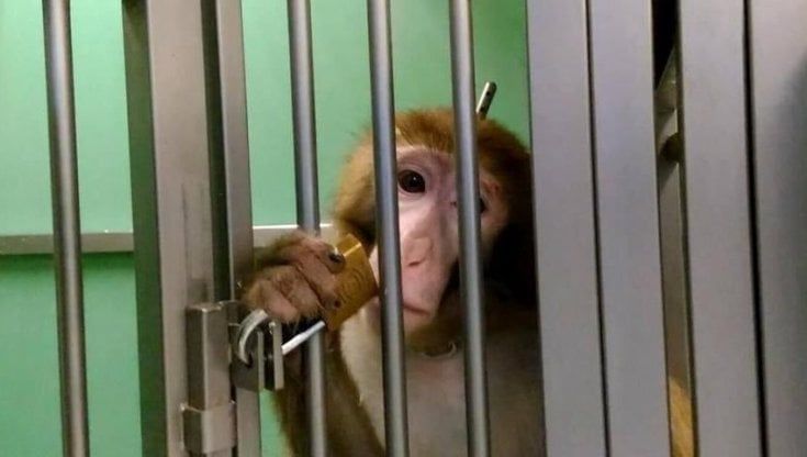 Sperimentazioni sui macachi, l'avvocato Zanforlini: tre persone indagate dalla Procura   