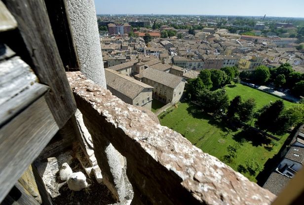 Parma, nidiata di falchi sul campanile di San Giovanni - Foto 
