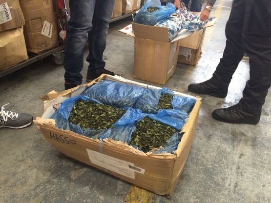 La droga dei poveri invade Malpensa: sequestrati mille chili di khat