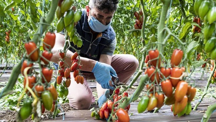 Al Sud esplode la guerra del pomodoro pelato: "Sono prodotti in Puglia ma nel nome del marketing il marchio Igp spetta a Napoli"